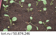 White cabbage seedlings. Young saplings of broccoli and cauliflower close-up grows in a garden bed ground soil. Planting in the vegetable garden. Organic green fresh Kale sprout having germinated. Стоковое видео, видеограф Марина Демидюк / Фотобанк Лори