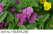 Wild pansies, Viola Tricolor, also known as Johnny Jump Up. Many Purple and Yellow Flowers. Pansies on a Backyard. Landscaping in Green Home Garden. Landscape Design with Flower beds in Summer. Стоковое видео, видеограф Марина Демидюк / Фотобанк Лори