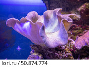 Sea reef - purple giant carpet sea anemone Stichodactyla gigantea. Стоковое фото, фотограф Евгений Ткачёв / Фотобанк Лори