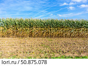 Corn or maize field. Стоковое фото, фотограф Яков Филимонов / Фотобанк Лори