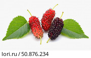 Three mulberry berries and two bright green leaves on a white background. The berries vary in color: red, red with a pink tinge and maroon. Perfect for stock photos about health and nature. Стоковое AI-изображение, AI-художник Светлана  Громак / Фотобанк Лори