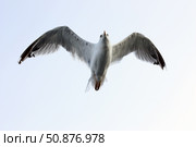 Полёт чайки хохотуньи. Птица в небе. Larus cachinnans. Стоковое фото, фотограф Евгений Зимин / Фотобанк Лори