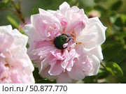 Golden rose chafer in the center of a pink rose flower, sunny day, horizontal image. Стоковое фото, фотограф Евгения Игнатова / Фотобанк Лори