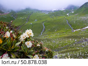 Рододендрон кавказский (Rhododendron caucasicum) на  горном склоне. Стоковое фото, фотограф Игорь Дашко / Фотобанк Лори