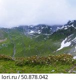 Рододендрон кавказский (Rhododendron caucasicum) на  горном склоне, панорамный вид на горы. Стоковое фото, фотограф Игорь Дашко / Фотобанк Лори