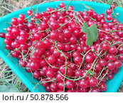Красная смородина или садовая смородина (Ribes rubrum). В скандинавских странах ее часто используют в качестве ингредиента фруктовых супов и пудингов. Стоковое фото, фотограф Сергей Елизарьев / Фотобанк Лори