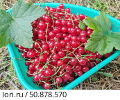 Красная смородина или садовая смородина (Ribes rubrum). В скандинавских странах ее часто используют в качестве ингредиента фруктовых супов и пудингов. Стоковое фото, фотограф Сергей Елизарьев / Фотобанк Лори