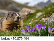 Marmot on alpine meadow with crocus flowers. Стоковое AI-изображение, AI-художник Евгений Харитонов / Фотобанк Лори