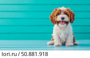 Playful Pup Portrait: Cavalier Spaniel Mix on Aqua Plank. Стоковое AI-изображение, AI-художник Данила Большаков / Фотобанк Лори