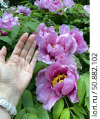 Large pink peonies in garden with hand showing scale and green leaves in background. Стоковое фото, фотограф Анастасия Золотницкая / Фотобанк Лори