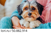 Affection: A Cozy Close-up of a Lovable Havanese Puppy being Held. Стоковое AI-изображение, AI-художник Данила Большаков / Фотобанк Лори