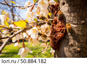 Bees pollinating cherry blossoms and building honeycomb on tree trunk. Стоковое AI-изображение, AI-художник Иван Рябоконь / Фотобанк Лори