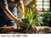 Gardener repotting chlorophytum comosum plant at home. Стоковое AI-изображение, AI-художник Иван Рябоконь / Фотобанк Лори