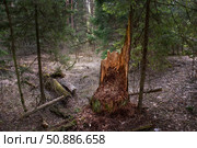 Сломанный пень от старого дерева в лесу. Стоковое фото, фотограф Pukhov K / Фотобанк Лори