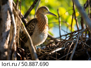 Nankeen night heron hiding in mangrove roots during the day. Стоковое AI-изображение, AI-художник Иван Рябоконь / Фотобанк Лори