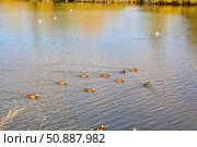 Дикие утки в районе Лесобазы. Город Тюмень. Россия. Стоковое фото, фотограф Александр Тараканов / Фотобанк Лори