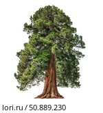 Giant sequoia tree standing tall on white background. Стоковое AI-изображение, AI-художник Иван Рябоконь / Фотобанк Лори