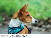 Basenji puppy. Стоковое фото, фотограф Винокуров Александр / Фотобанк Лори