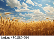 Golden wheat field swaying under a cloudy blue sky on sunny day. Стоковое AI-изображение, AI-художник Иван Рябоконь / Фотобанк Лори