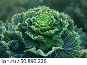 Ornamental cabbage showing its lush green leaves in the garden. Стоковое AI-изображение, AI-художник Иван Рябоконь / Фотобанк Лори