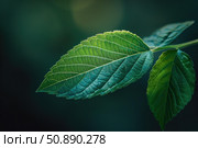 Green leaves showing veins growing on branch. Стоковое AI-изображение, AI-художник Иван Рябоконь / Фотобанк Лори