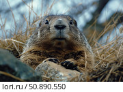 Curious groundhog emerging from its burrow in dry grass. Стоковое AI-изображение, AI-художник Иван Рябоконь / Фотобанк Лори