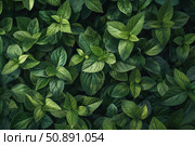 Fresh green mint leaves growing densely in garden. Стоковое AI-изображение, AI-художник Иван Рябоконь / Фотобанк Лори