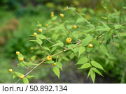 Spring branch of Japanese kerria in bloom, with vivid yellow flowers and lush greenery. A cheerful ornamental shrub from the Rosaceae family. Стоковое фото, фотограф Татьяна Терехина / Фотобанк Лори