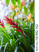 Close-up of a vivid red Billbergia flower blooming among long green leaves, captured in a tropical garden with colorful blurred background. Стоковое фото, фотограф Татьяна Терехина / Фотобанк Лори