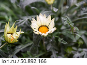 Closeup of blooming Gazania rigens flower with creamy yellow petals and bright orange center, surrounded by green leaves in a summer garden. Стоковое фото, фотограф Татьяна Терехина / Фотобанк Лори