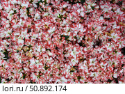 Floral background made of dense white and pink Azalea flowers with ruffled edges, creating a vivid and natural texture for spring or garden-themed designs. Стоковое фото, фотограф Татьяна Терехина / Фотобанк Лори