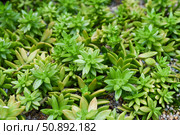 Close-up of vibrant green rosettes of Sedum morganianum, a trailing succulent species, growing in a dense mat over pebbly soil in a cactus garden. Стоковое фото, фотограф Татьяна Терехина / Фотобанк Лори