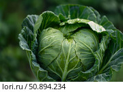Fresh green cabbage growing in vegetable garden covered with dew drops. Стоковое AI-изображение, AI-художник Иван Рябоконь / Фотобанк Лори