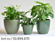 Three potted plants growing and purifying the air in a modern home. Стоковое AI-изображение, AI-художник Иван Рябоконь / Фотобанк Лори