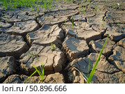 Dry cracked earth showing hope with growing grass blades. Стоковое AI-изображение, AI-художник Иван Рябоконь / Фотобанк Лори