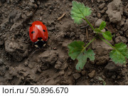 Ladybug walking on ground near green plant. Стоковое AI-изображение, AI-художник Иван Рябоконь / Фотобанк Лори