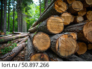 Freshly cut logs piling up in lush forest environment. Стоковое AI-изображение, AI-художник Иван Рябоконь / Фотобанк Лори
