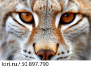 Eurasian lynx starring with intense amber eyes and fur details. Стоковое AI-изображение, AI-художник Иван Рябоконь / Фотобанк Лори