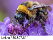 Bumblebee pollinating purple flower in close up, exhibiting beauty and importance of pollination. Стоковое AI-изображение, AI-художник Иван Рябоконь / Фотобанк Лори