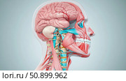 Anatomical cross section of the human head illustrating muscles, bone structure, skull, and brain for health sciences. Стоковое AI-изображение, AI-художник Данила Большаков / Фотобанк Лори