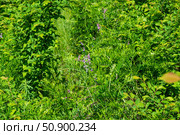 Цветущий горошек мышиный (Vicia cracca L.), лекарственное, растение, на опушке леса. Стоковое фото, фотограф Андрей Цыганков / Фотобанк Лори