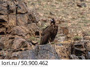 Чёрный гриф на присаде у горной дороги. Стоковое фото, фотограф Владимир Маер / Фотобанк Лори