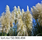 Pampas grass, or cortaderia. Стоковое фото, фотограф Александр Карпенко / Фотобанк Лори
