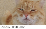 Red or ginger or orange cat's face is a close-up. cat with green eye yawns widely. lazy life of pets. Стоковое видео, видеограф Анастасия Ли / Фотобанк Лори
