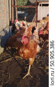 Free range chickens. hens dig in ground. Стоковое видео, видеограф Анастасия Ли / Фотобанк Лори