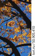 Crown tree in autumn. orange maple leaves on sunny day, bottom view. Стоковое видео, видеограф Анастасия Ли / Фотобанк Лори