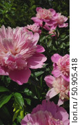 Pink peony flowers in close-up in garden. background with big beautiful flowers. Стоковое видео, видеограф Анастасия Ли / Фотобанк Лори