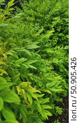 Botanical background with green branches. bush with green leaves. Стоковое видео, видеограф Анастасия Ли / Фотобанк Лори