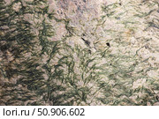 Close-Up View of Textured Rock Surface with Algae Patterns. Стоковое фото, фотограф EugeneSergeev / Фотобанк Лори