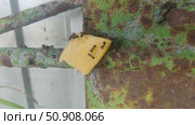 A piece of cheese was placed on the path of the ants from the anthill to the aphid. The ants taste the cheese. Стоковое видео, видеограф Андрей Жигальцов / Фотобанк Лори